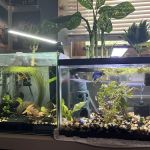 Aquatic Arts