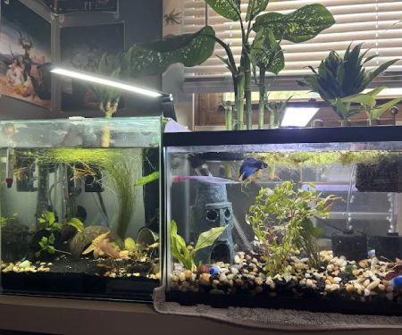 Aquatic Arts