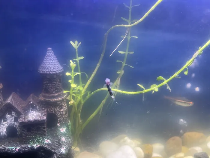 Aquatic Arts Picture 7