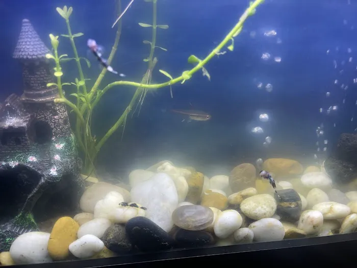 Aquatic Arts Picture 10