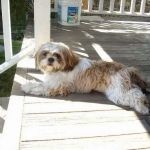 Goldens Bridge Veterinary Care Center
