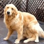 Carmel Animal Hospital
