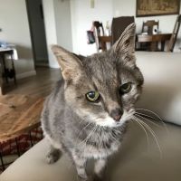 Vetco Vaccination Clinic ico