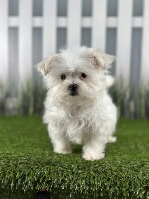 Happiness is Pets Picture 3