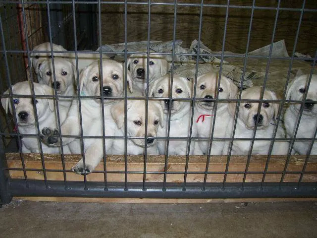 HOME VET CARE MOBILE VETERINARY SERVICE Picture 1
