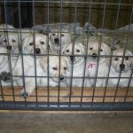 HOME VET CARE MOBILE VETERINARY SERVICE