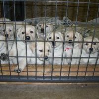 HOME VET CARE MOBILE VETERINARY SERVICE ico