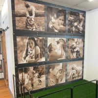 Puppygram Indiana ico