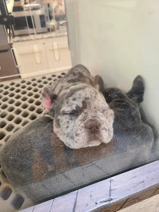 Puppygram Indiana Picture 2