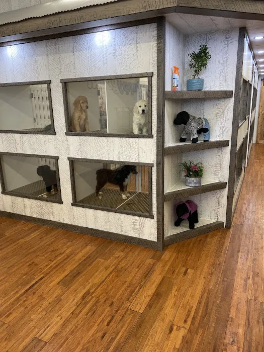 Puppygram Indiana Picture 6