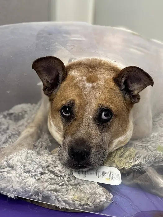 Guardian Veterinary Specialists Picture 9