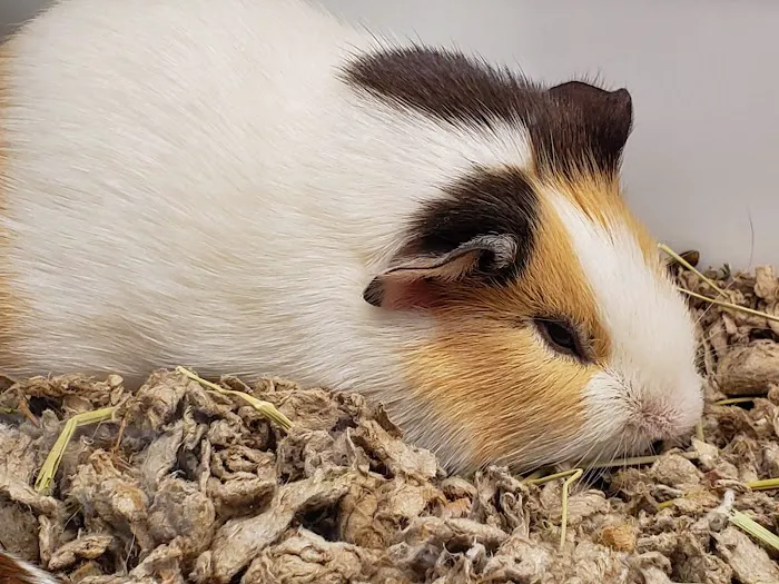 Petco Picture 2