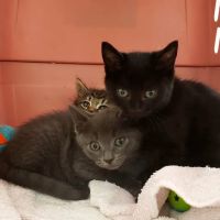 Putnam Animal Wellness ico