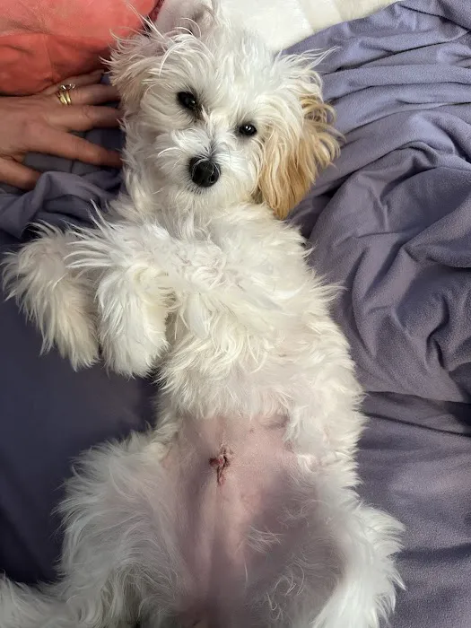 Putnam Animal Wellness Picture 7