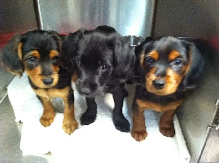 Animal Health Center Picture 7