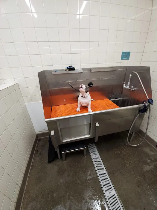 Md-Va Veterinary Behavioral Picture 5