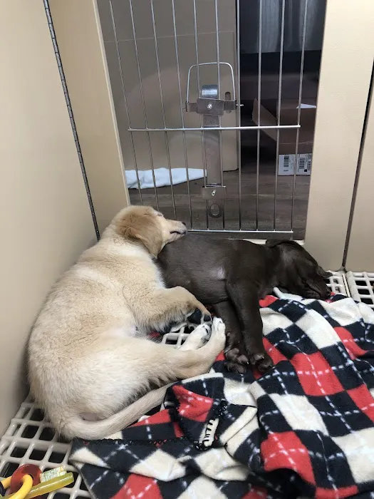 ShotVet @ Dogtopia of White Flint Picture 4