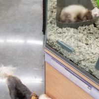 Petco ico