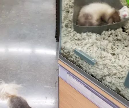 Petco