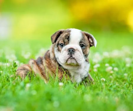 Waldorf Animal Clinic: Reeder Stacy DVM