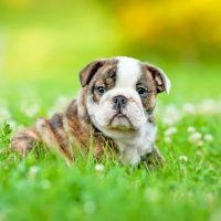 Veterinary Medical College ico