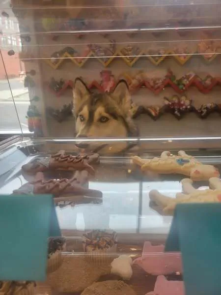 Alternative Veterinary Care Picture 10