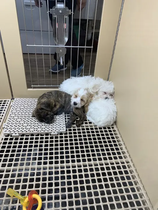 Armory Dog & Cat Hospital: Stampler Martin DVM Picture 7