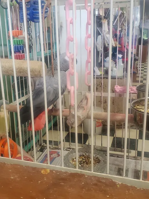 SiberMax Cattery Picture 6