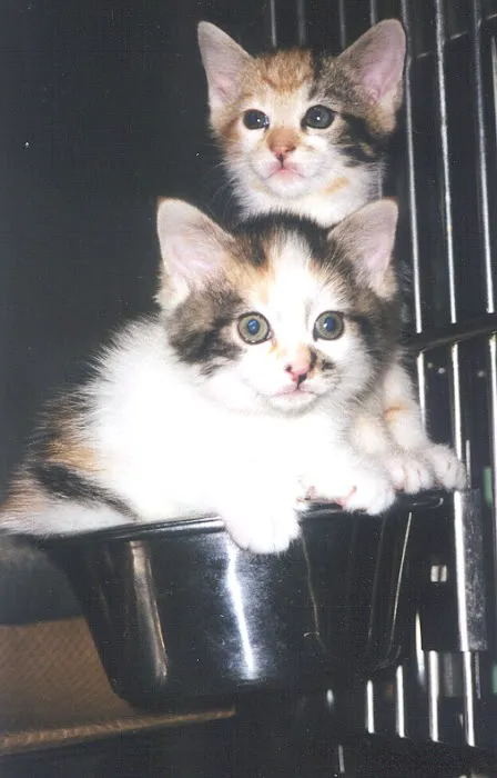 Bruce Lowenstein DVM- Veterinary House Calls Picture 1