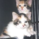 Bruce Lowenstein DVM- Veterinary House Calls