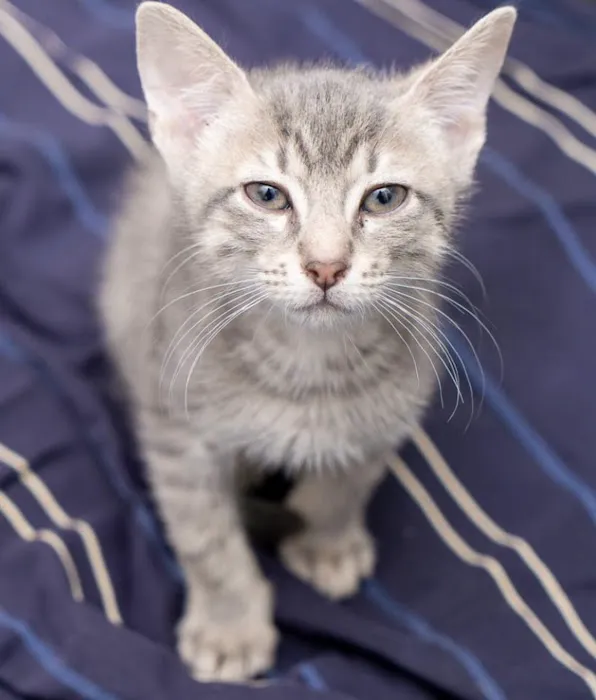 Bruce Lowenstein DVM- Veterinary House Calls Picture 6