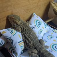West Parc Veterinary Clinic ico