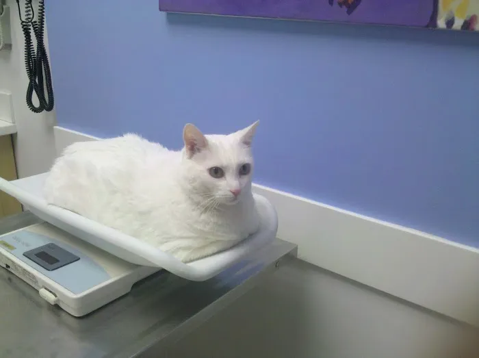 West Parc Veterinary Clinic Picture 4
