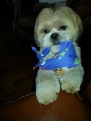 A Animal Clinic of Queens Picture 3
