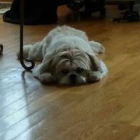 A Animal Clinic of Queens ico