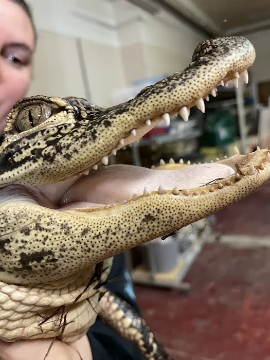 Scales N Tails Exotic Pet Supply Picture 1