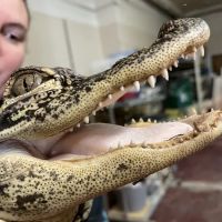 Scales N Tails Exotic Pet Supply ico