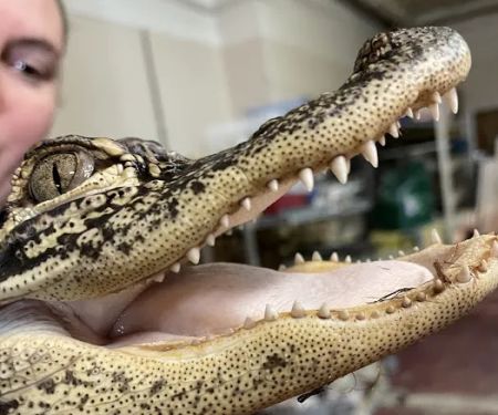 Scales N Tails Exotic Pet Supply