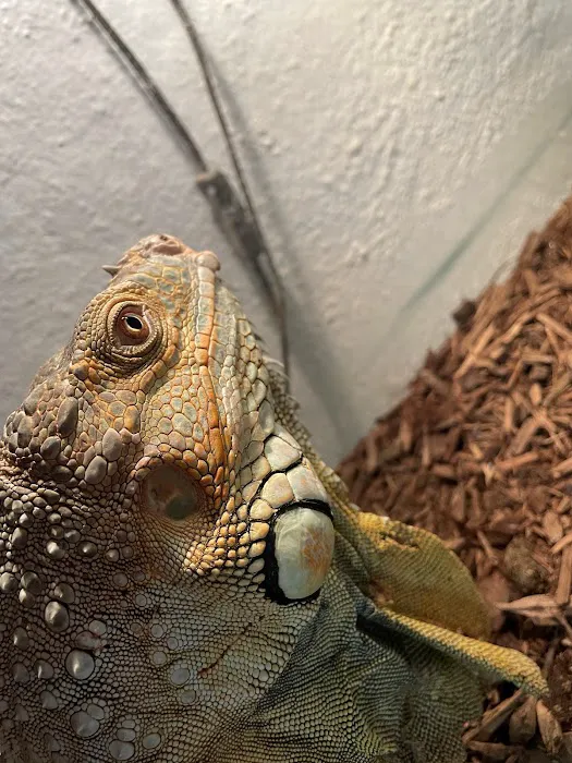 Scales N Tails Exotic Pet Supply Picture 2