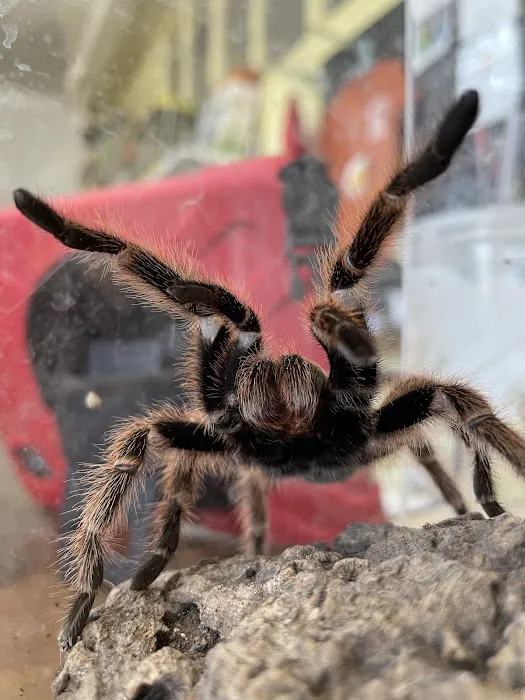 Scales N Tails Exotic Pet Supply Picture 5