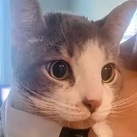 Mobile Veterinary Animal Clinic ico
