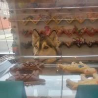 Downtown Dog ico