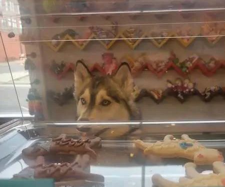 Downtown Dog