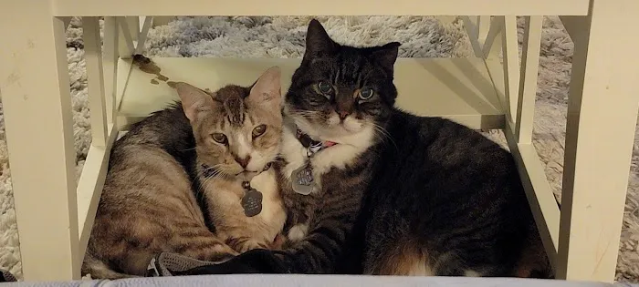 The Dog & Cat Doctor Picture 2