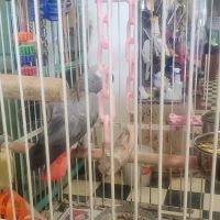 Scottsburg Pet Center ico