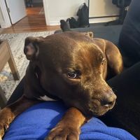 Austin Veterinary Care ico