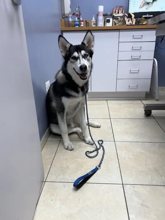 Austin Veterinary Care Picture 3