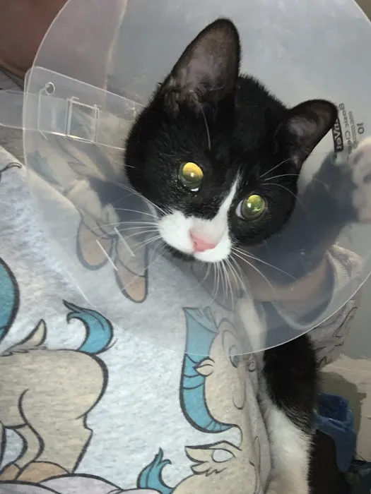 Austin Veterinary Care Picture 7