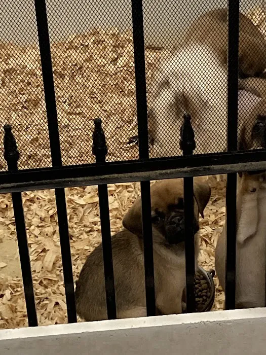 Critter Corner Pet Shop Picture 3