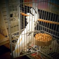 Critter Corner Pet Shop ico